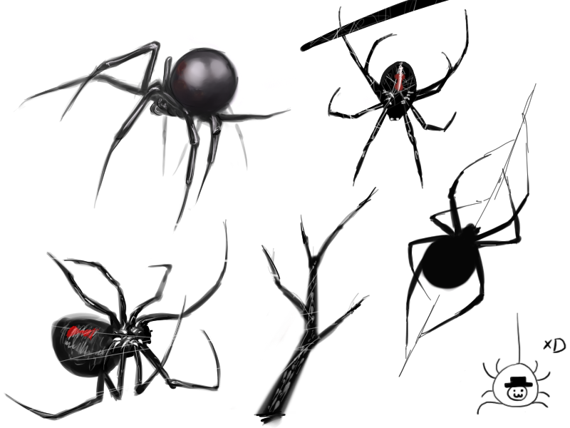 Black Widow Spider Drawing Artistic Sketching