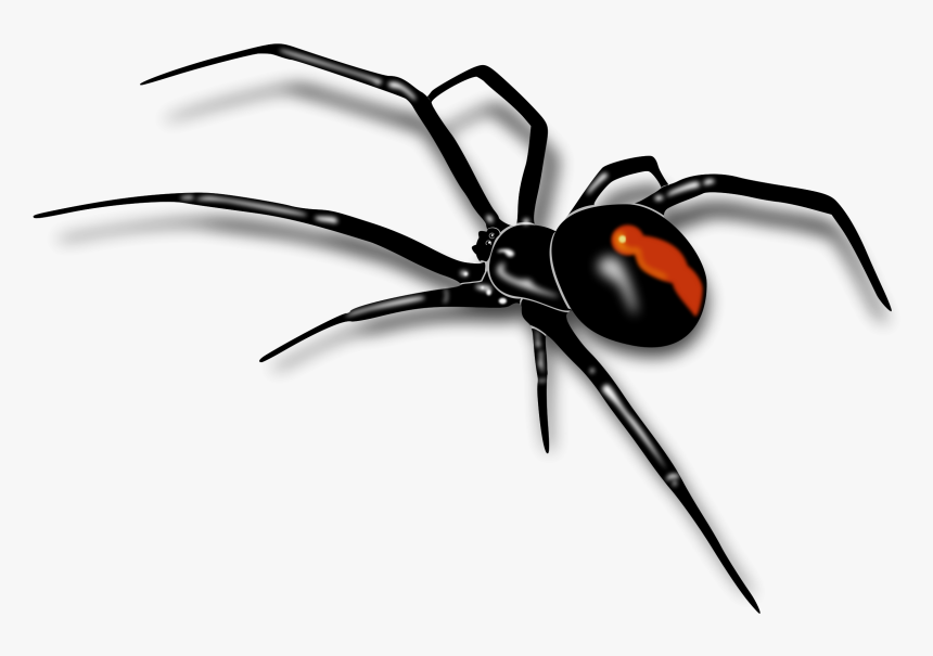 Black Widow Spider Drawing Creative Style