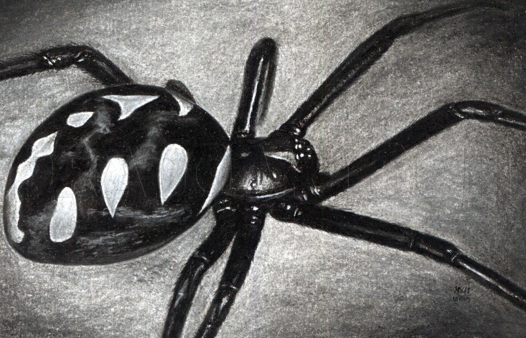 Black Widow Spider Drawing Fine Art