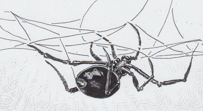 Black Widow Spider Drawing Hand Drawn Sketch