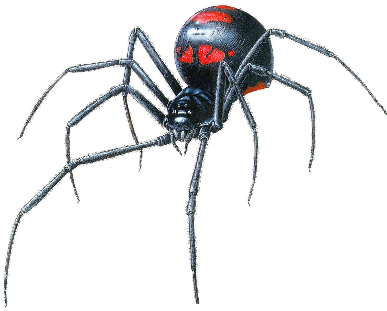 Black Widow Spider Drawing Intricate Artwork