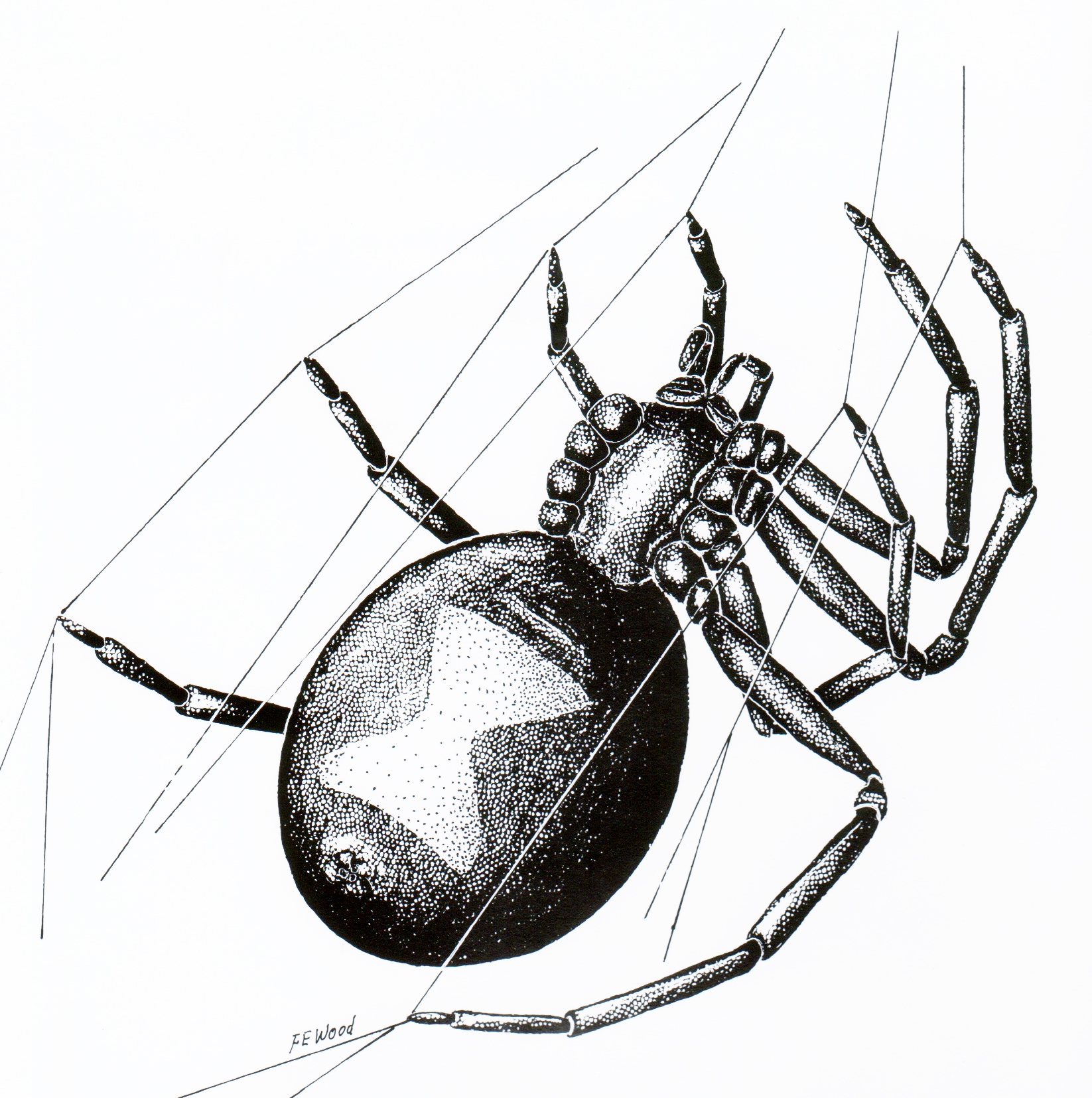 Black Widow Spider Drawing Modern Sketch