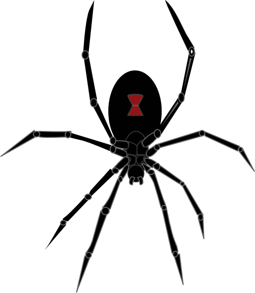Black Widow Spider Drawing Photo