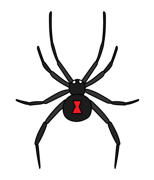 Black Widow Spider Drawing Picture