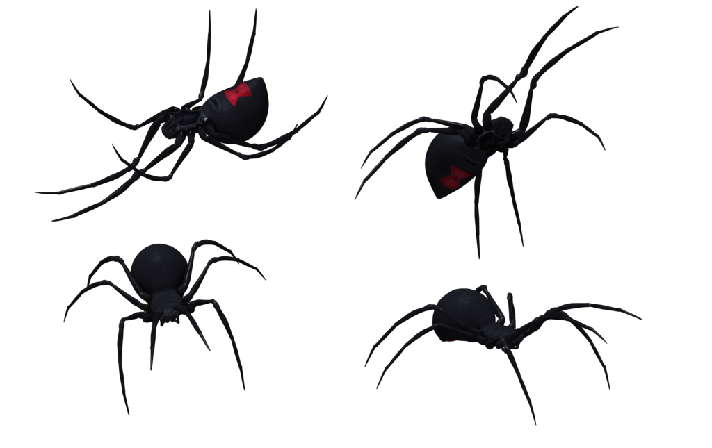 Black Widow Spider Drawing Professional Artwork