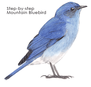 Blue Bird Drawing Artistic Sketching