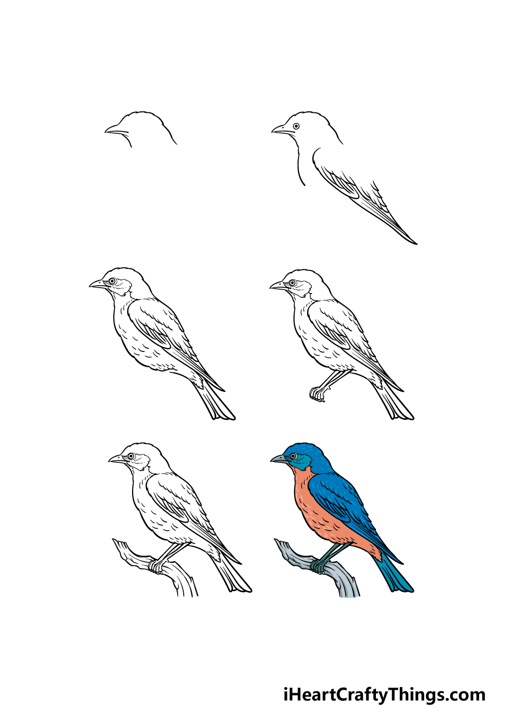 Blue Bird Drawing Hand drawn