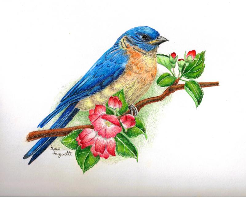 Blue Bird Drawing Modern Sketch
