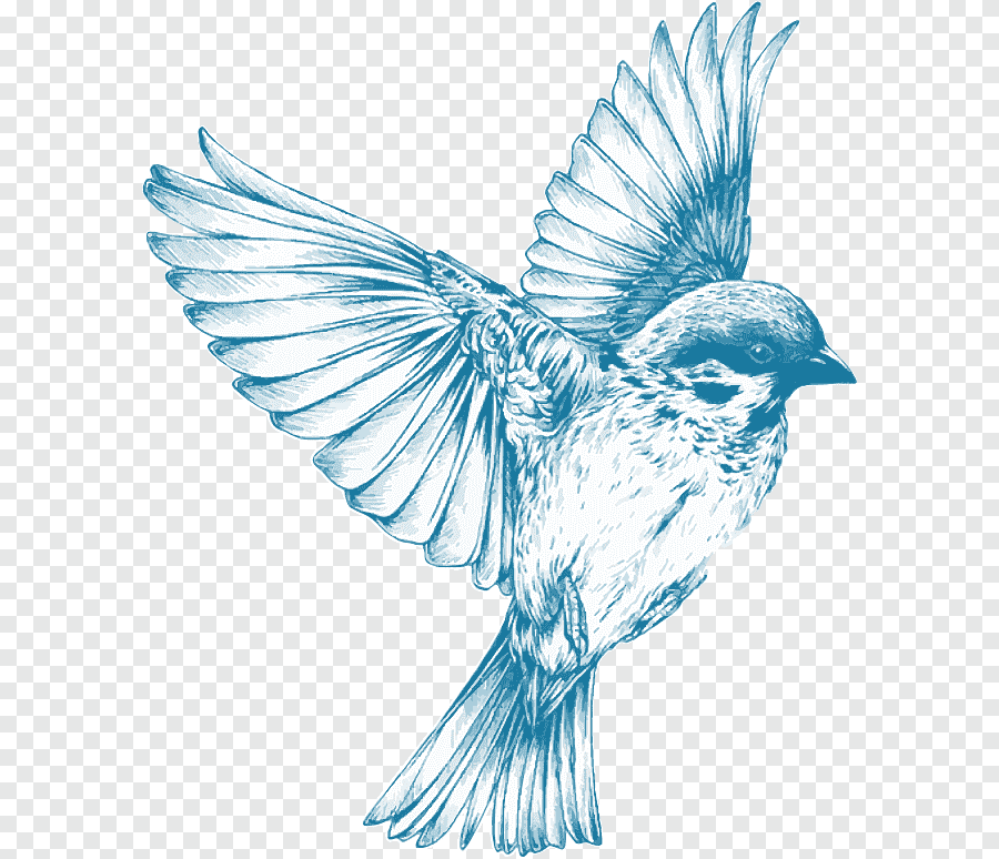 Blue Bird Drawing Realistic Sketch