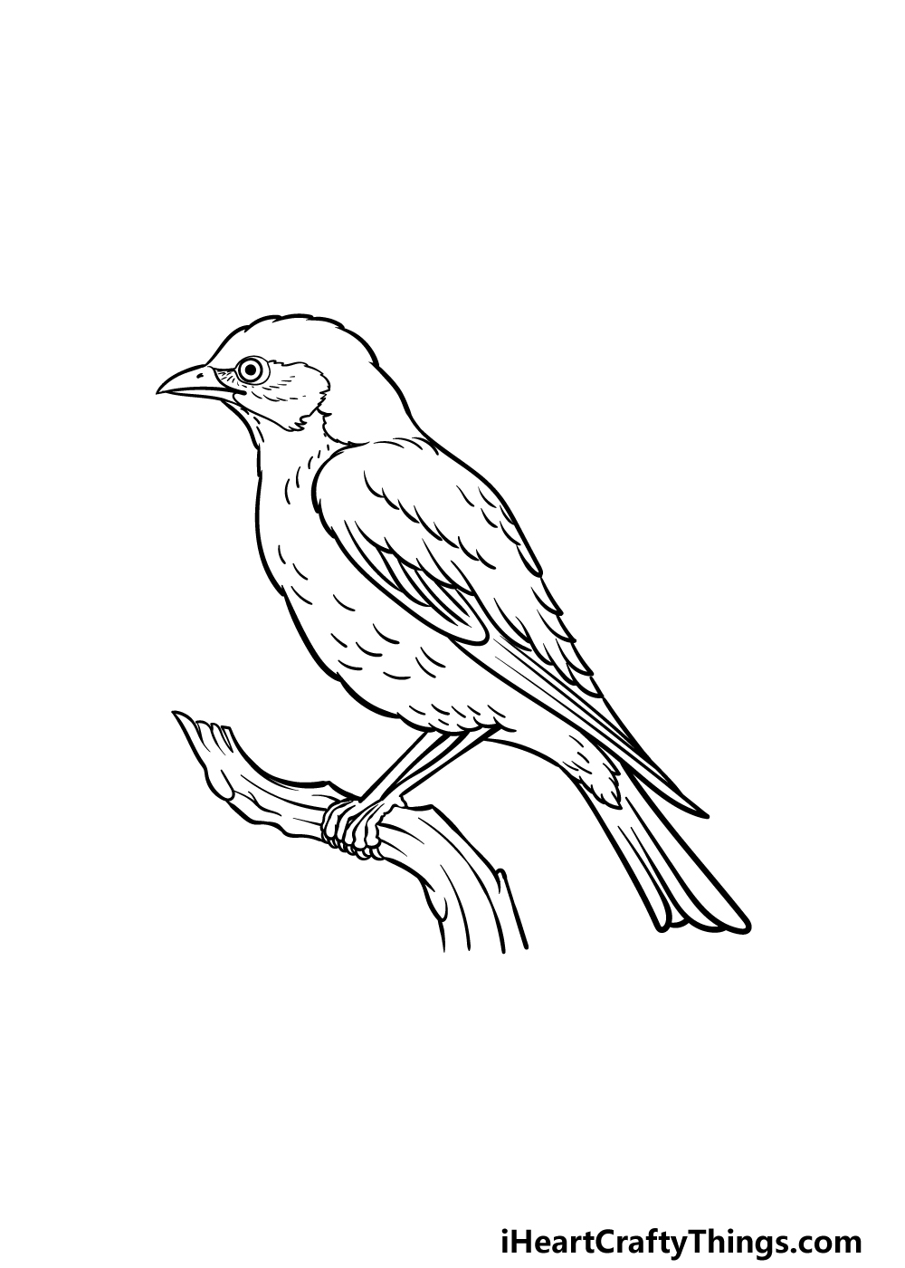 Blue Bird Drawing Sketch