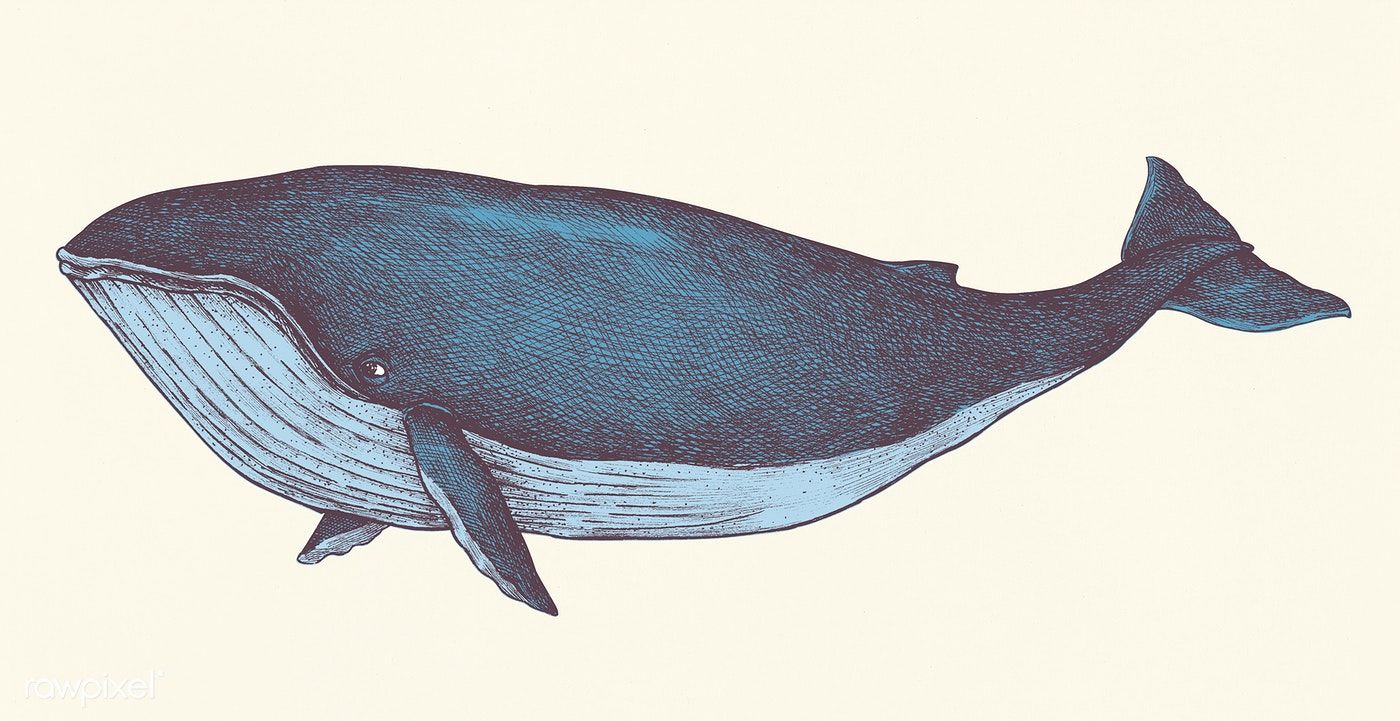 Blue Whale Drawing Amazing Sketch