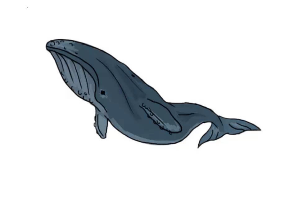 Blue Whale Drawing Creative Style