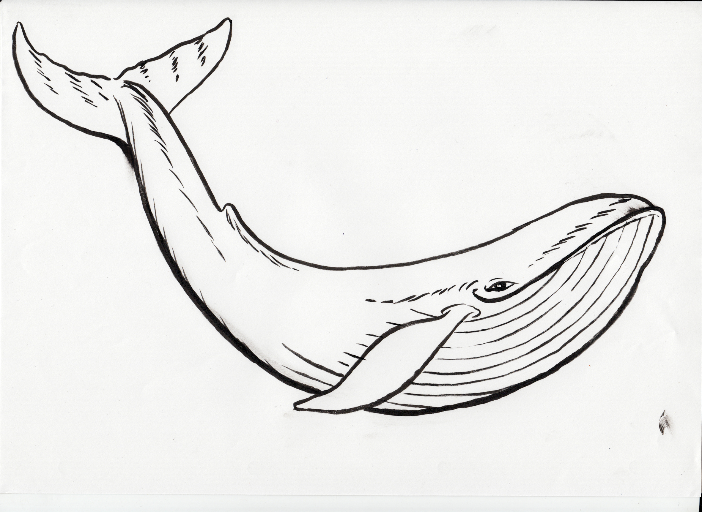 Blue Whale Drawing Hand Drawn Sketch