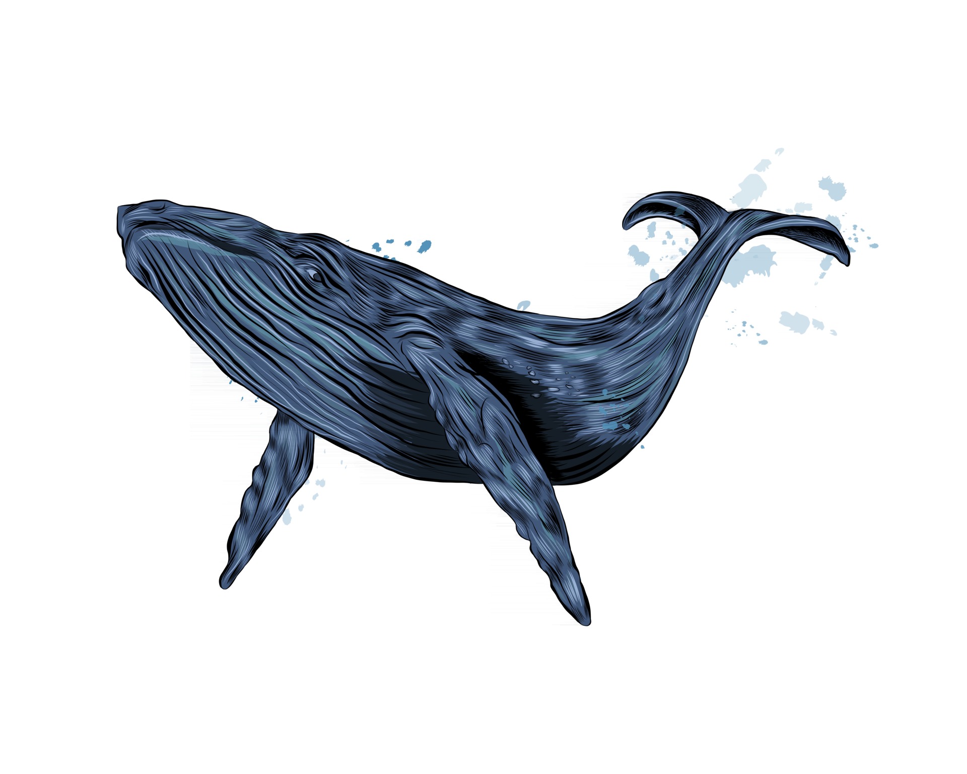 Blue Whale Drawing Image