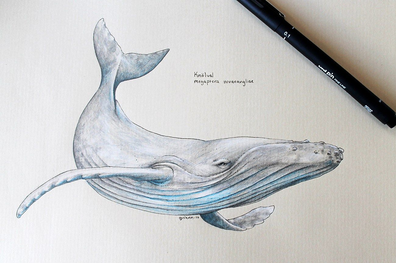 Blue Whale Drawing Modern Sketch