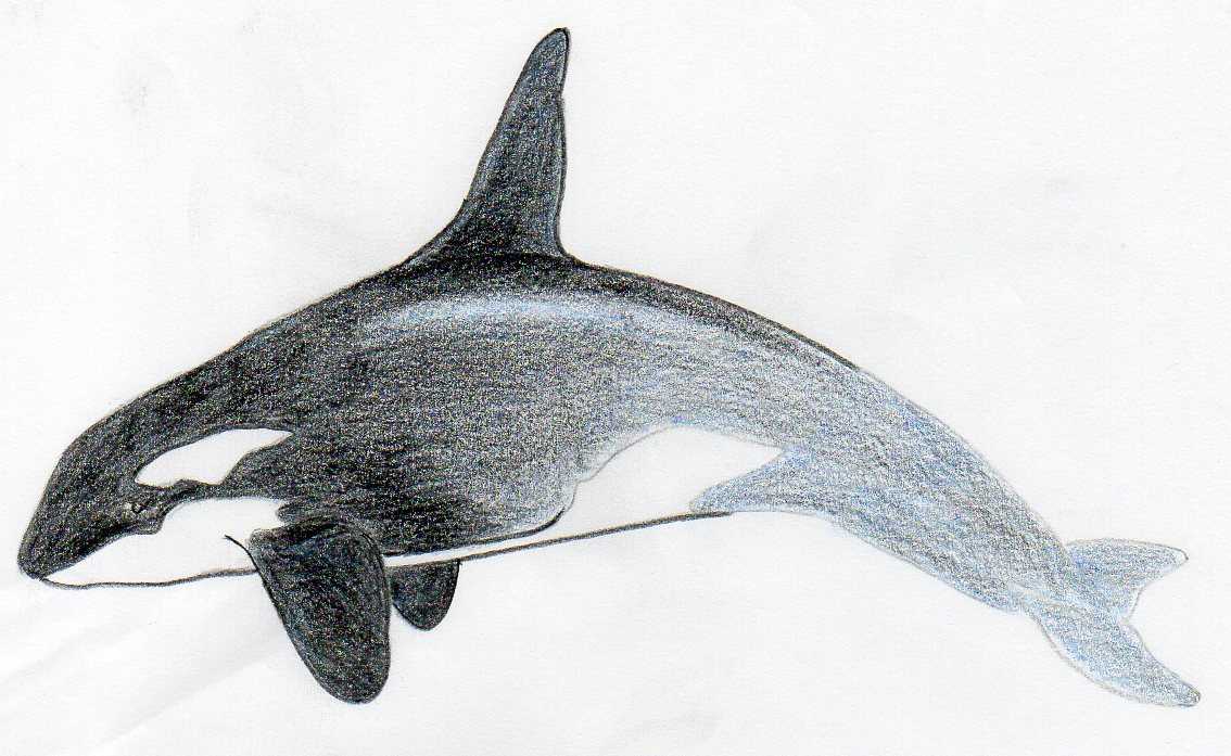 Blue Whale Drawing Sketch