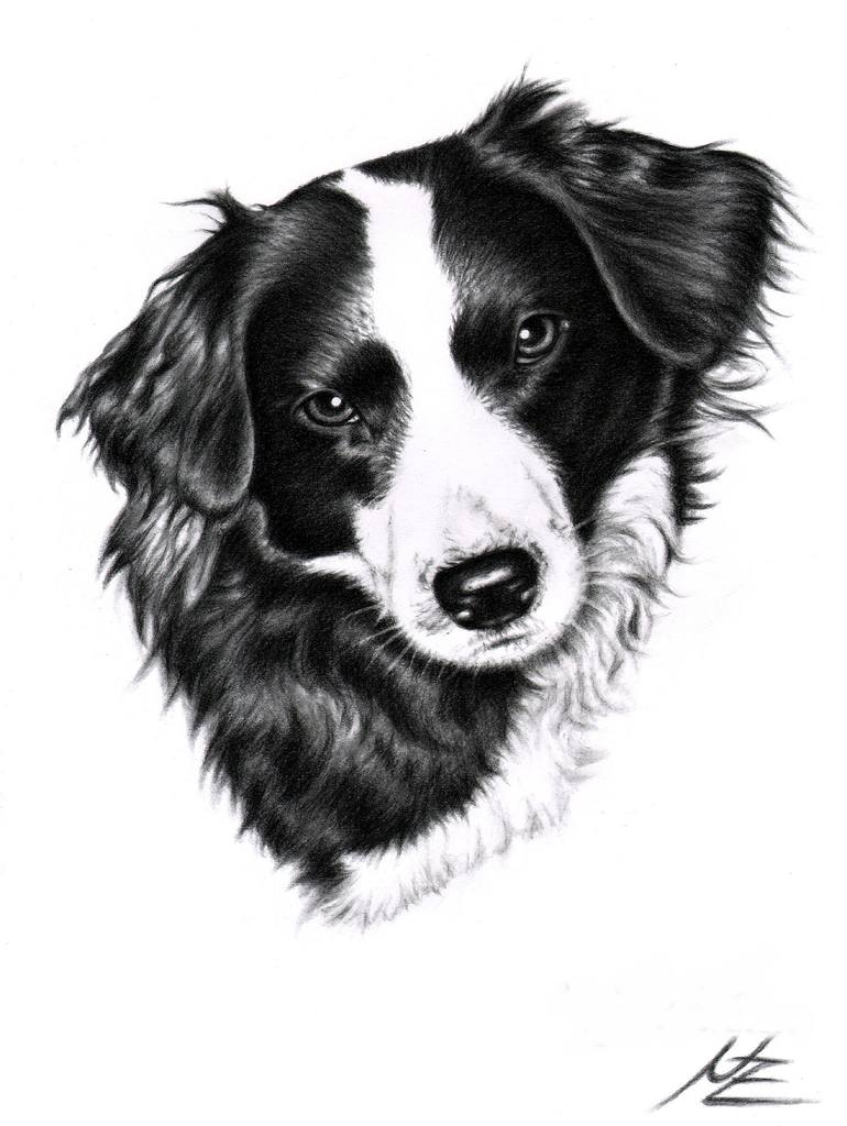 Border Collie Drawing Amazing Sketch