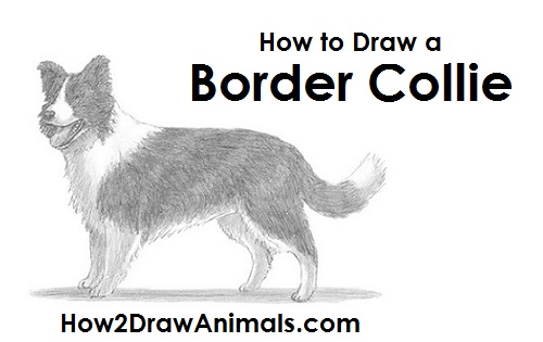 Border Collie Drawing Artistic Sketching