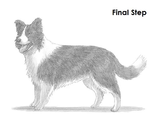 Border Collie Drawing Creative Style