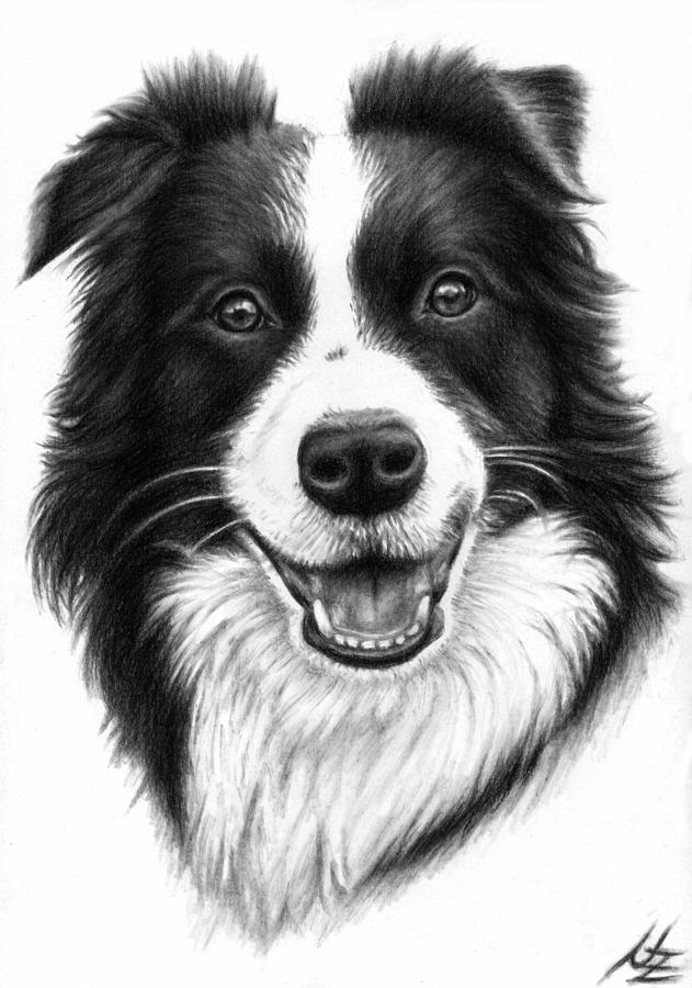 Border Collie Drawing Hand drawn