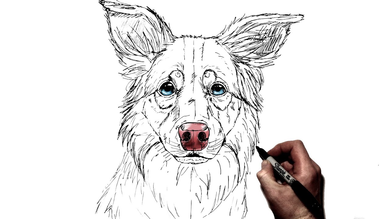 Border Collie Drawing Intricate Artwork