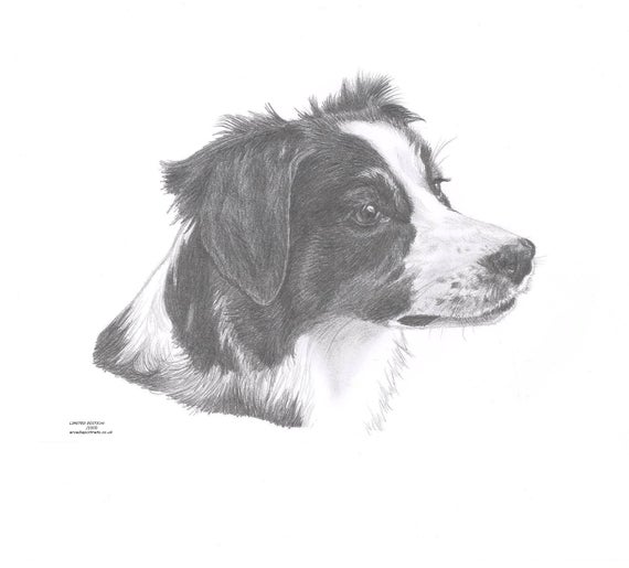 Border Collie Drawing Realistic Sketch