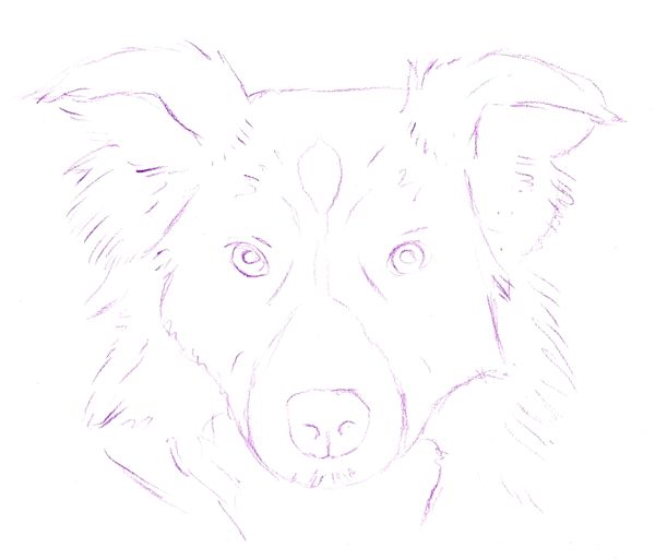Border Collie Drawing Stunning Sketch