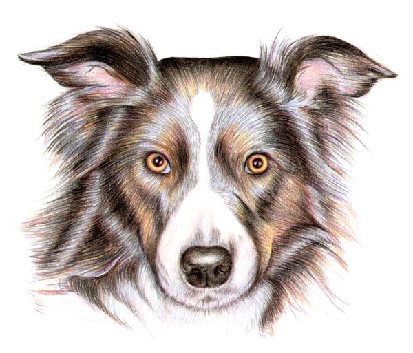 Border Collie Drawing