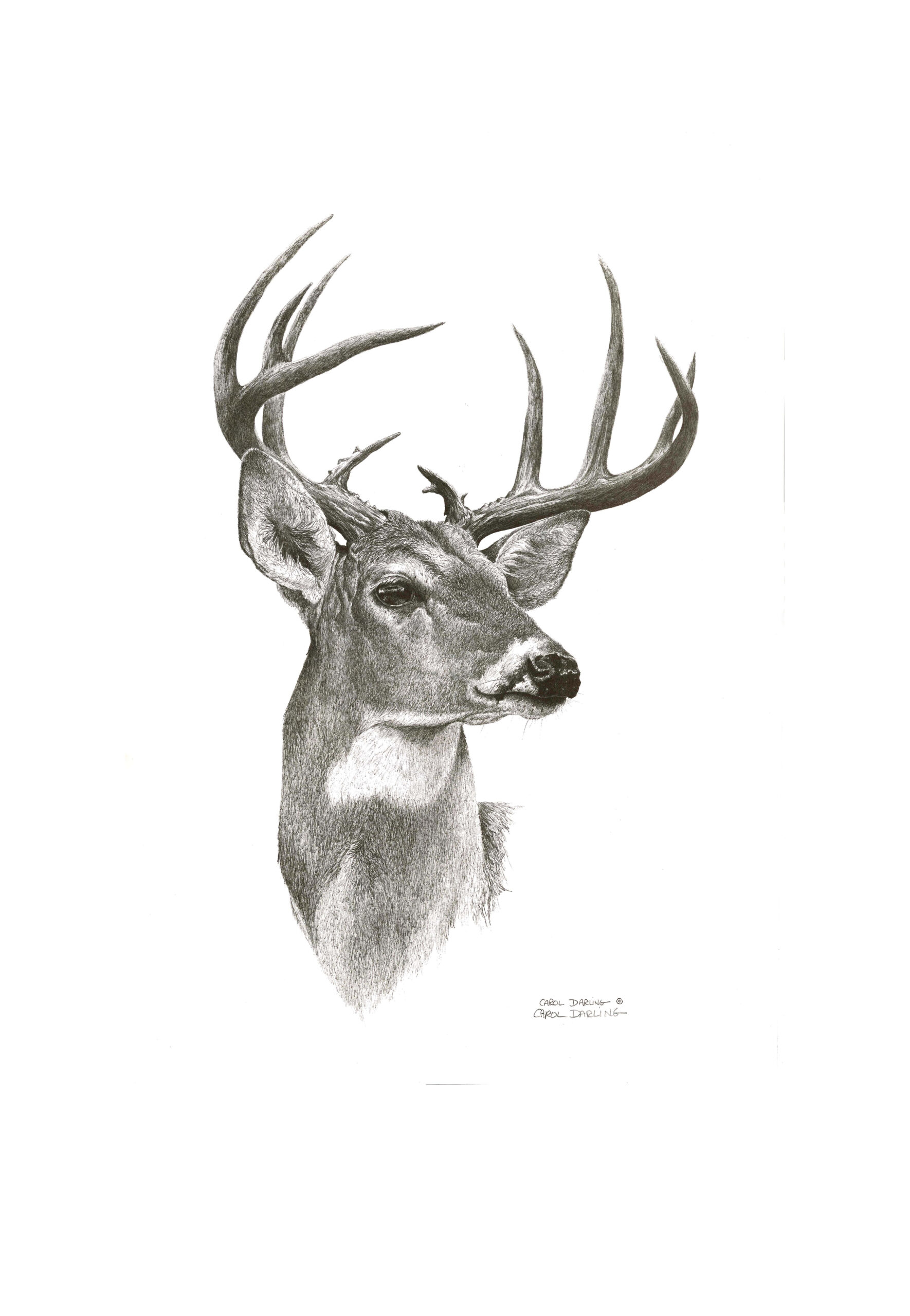 Buck Drawing Detailed Sketch