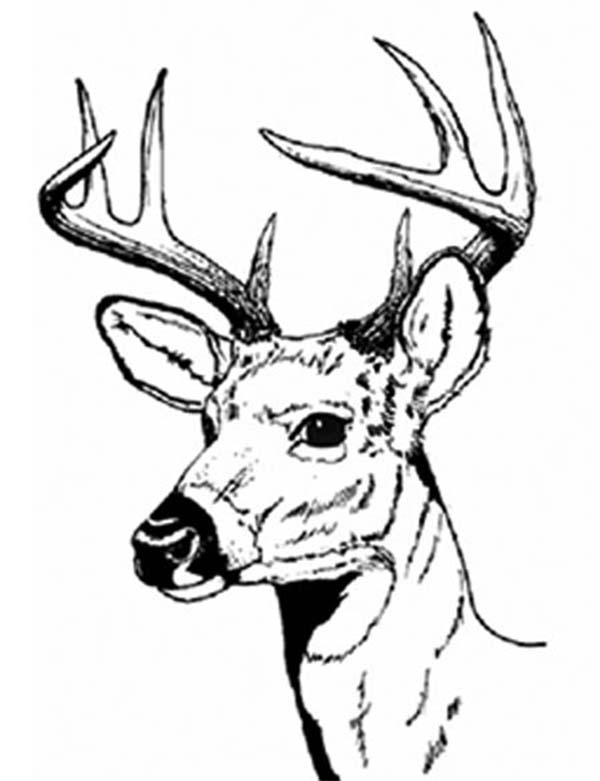 Buck Drawing Hand Drawn Sketch