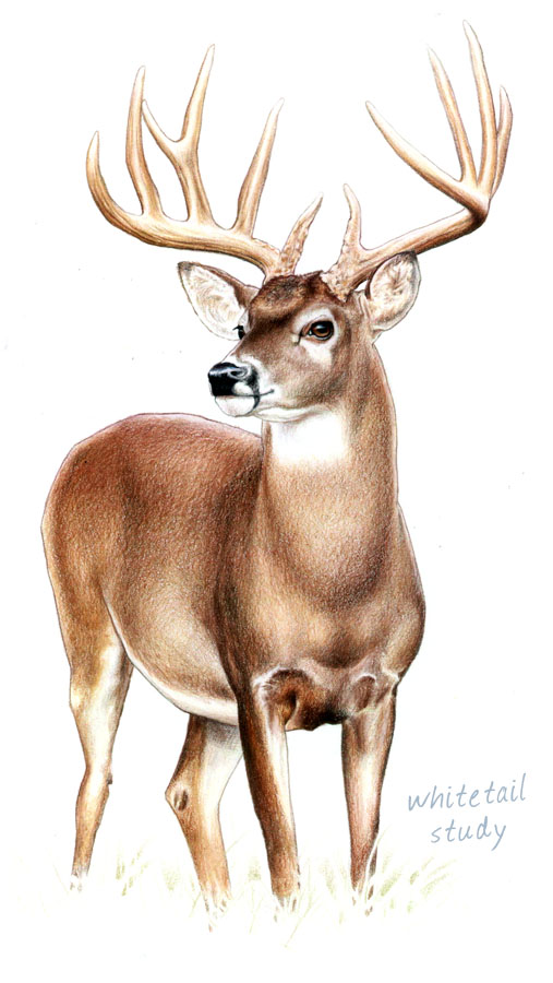 Buck Drawing Image