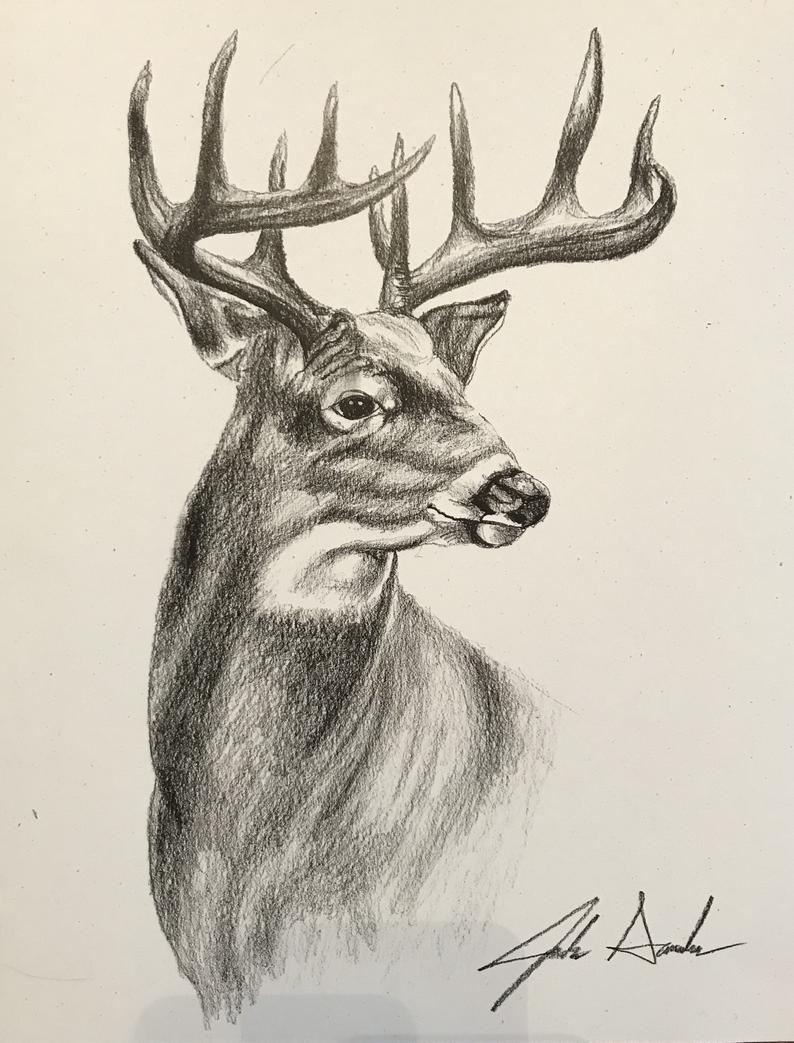 Buck Drawing Unique Art