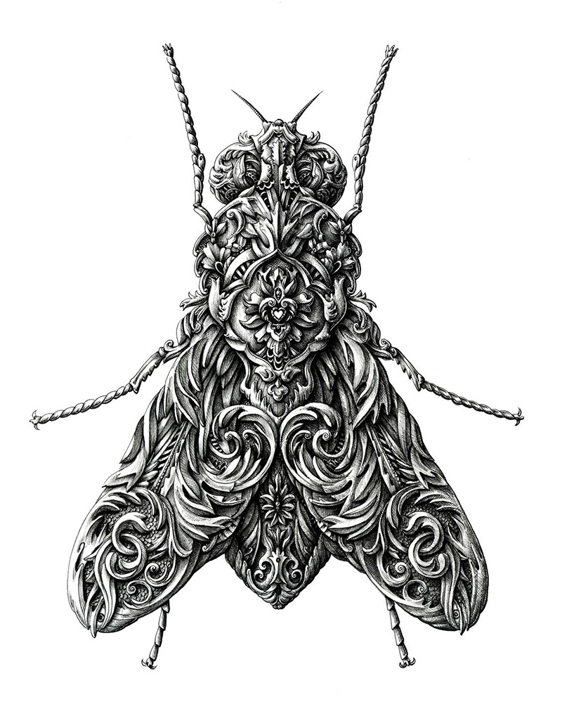 Bug Drawing Detailed Sketch