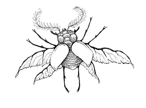 Bug Drawing Hand drawn Sketch