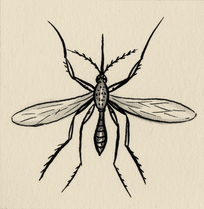Bug Drawing Image