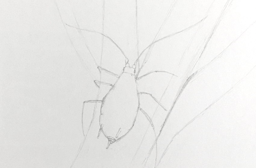 Bug Drawing Picture