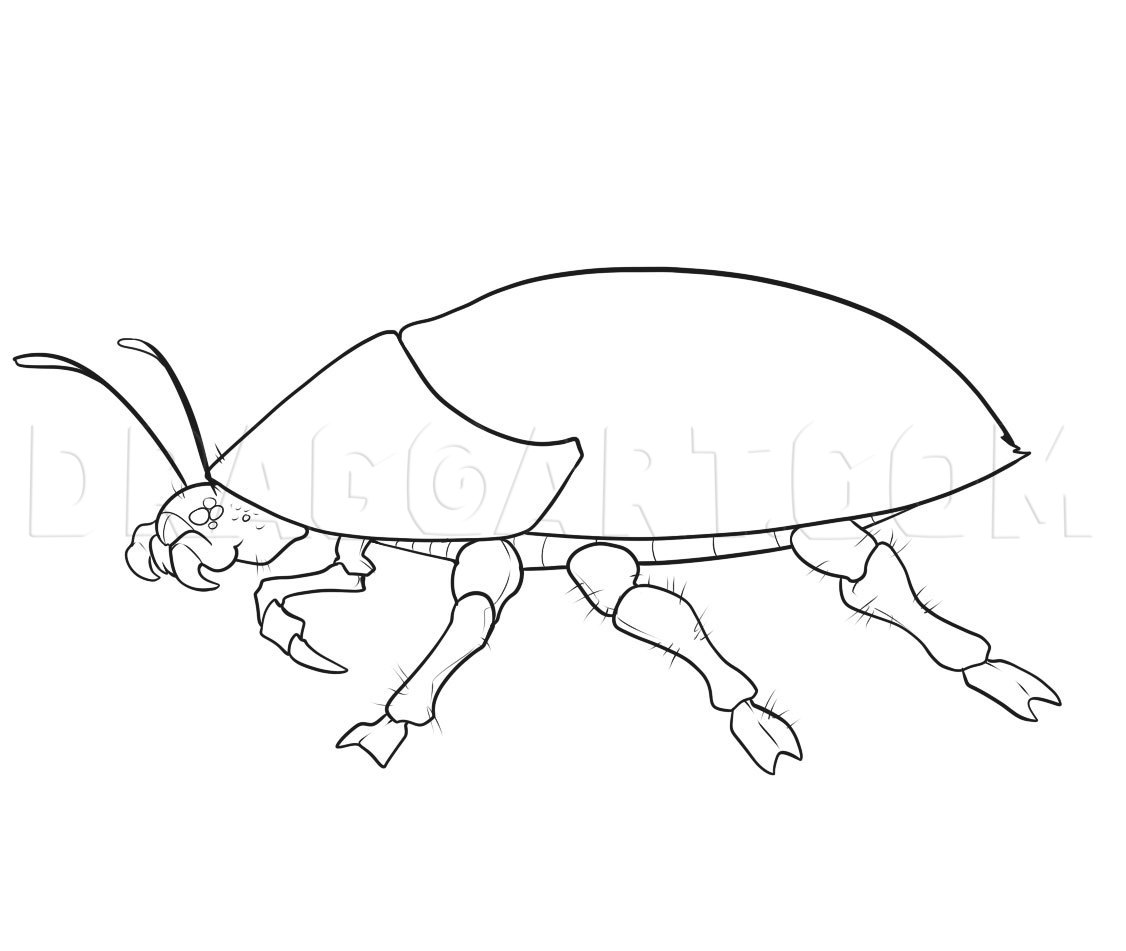 Bug Drawing Professional Artwork