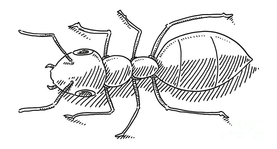 Bug Drawing Realistic Sketch
