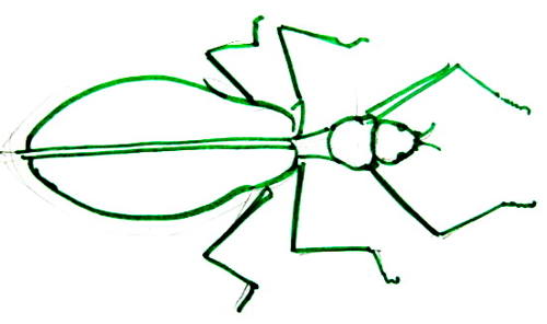 Bug Drawing Stunning Sketch
