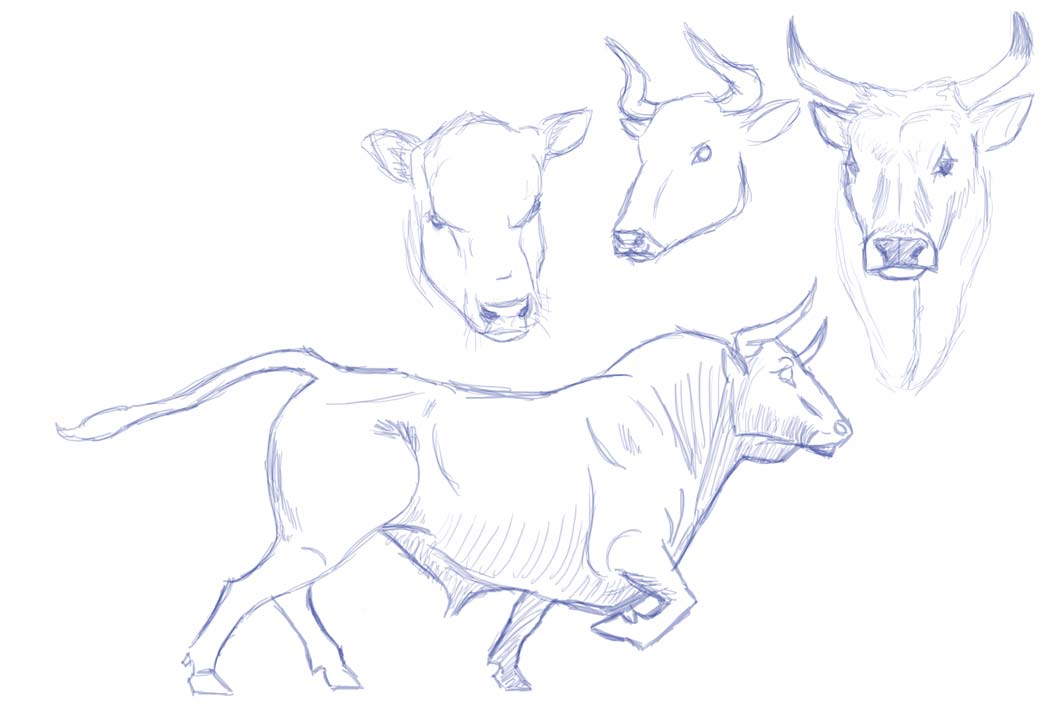 Bull Drawing Fine Art
