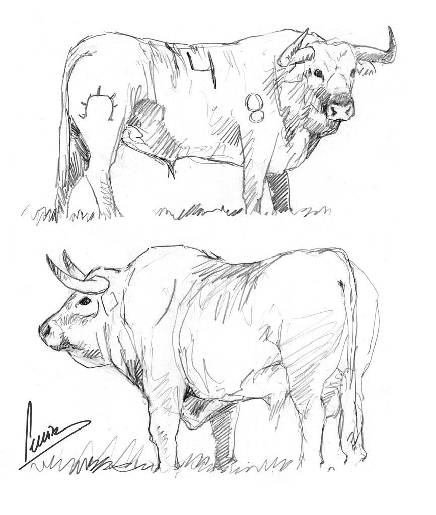 Bull Drawing Photo