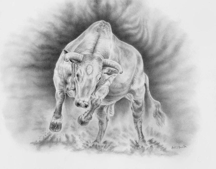 Bull Drawing Professional Artwork