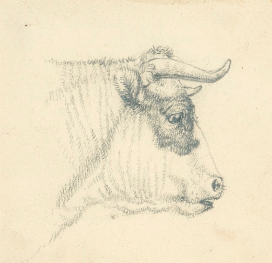 Bull Drawing Unique Art