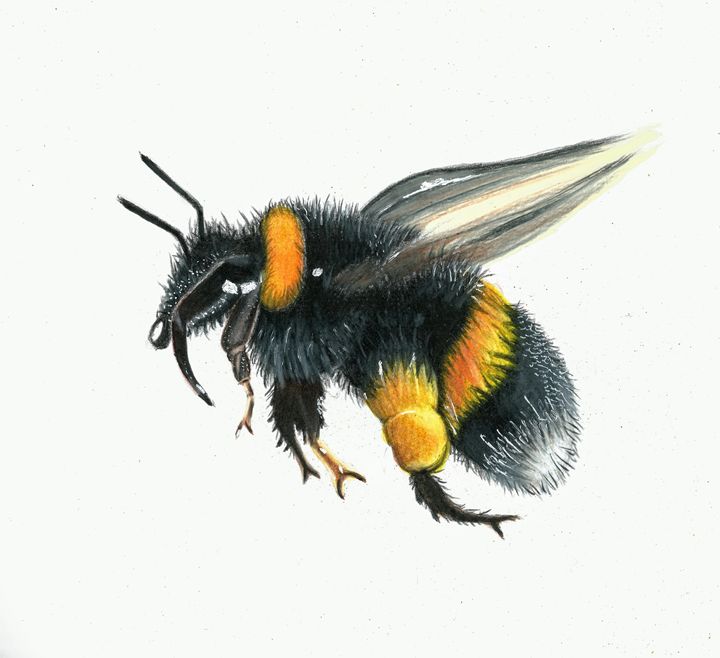 Bumblebee Drawing Art