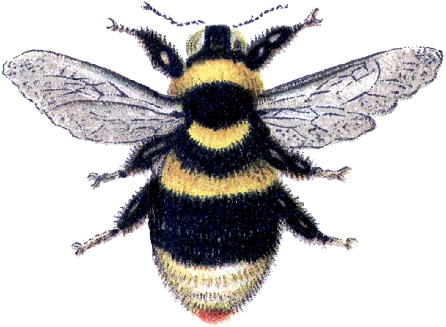 Bumblebee Drawing Creative Style