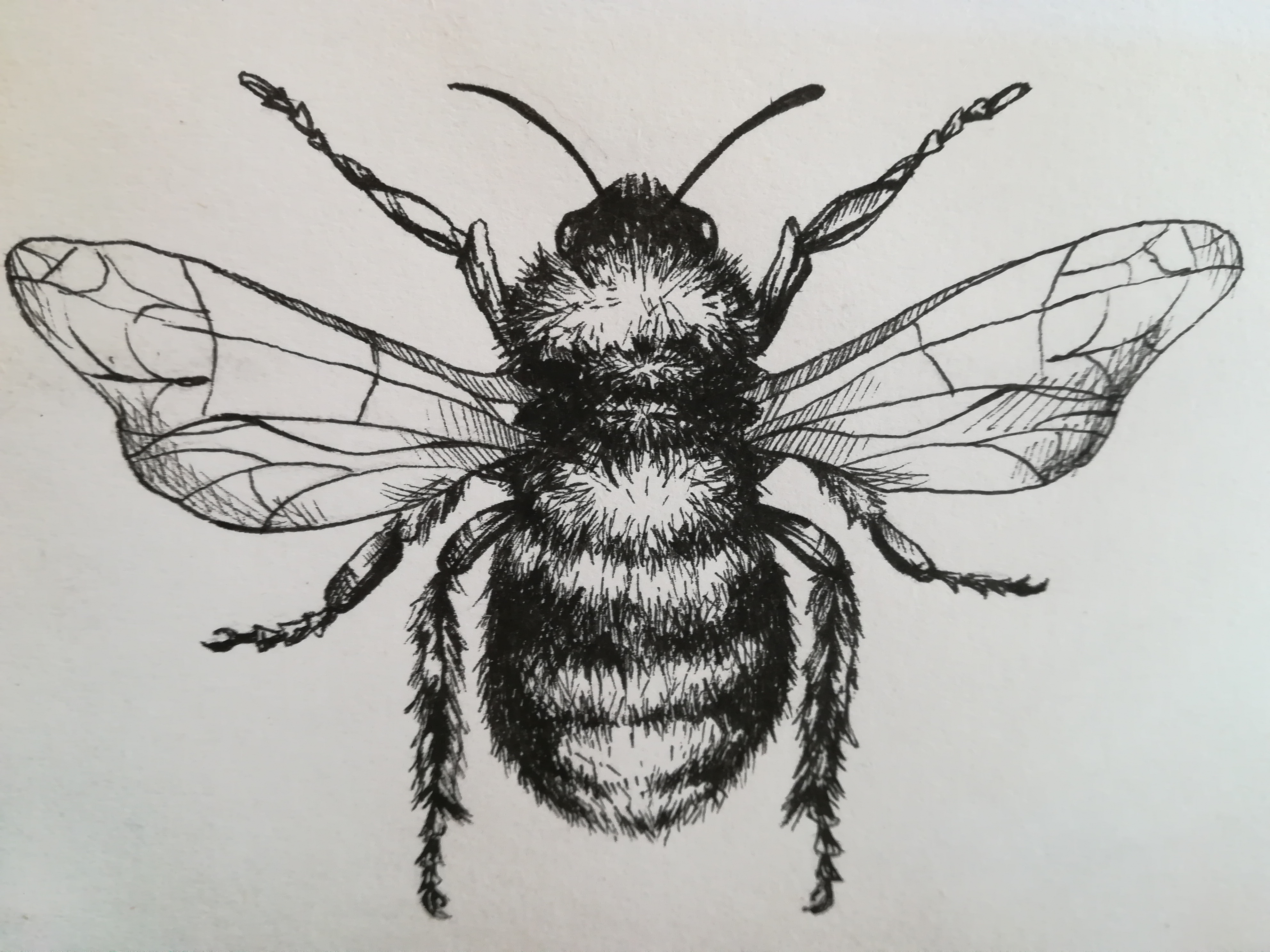 Bumblebee Drawing