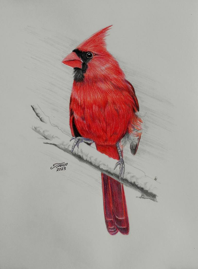 Cardinal Drawing Amazing Sketch