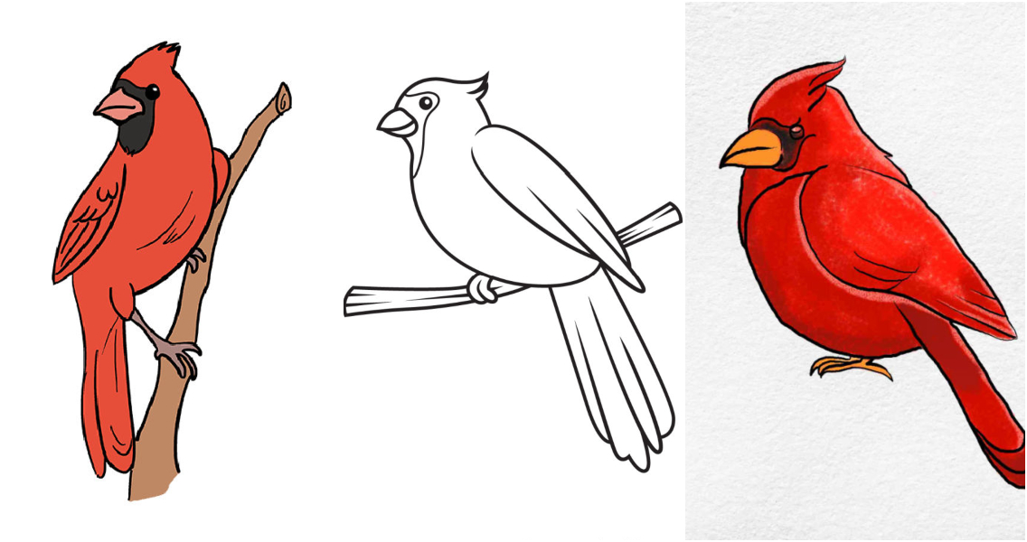 Cardinal Drawing Artistic Sketching
