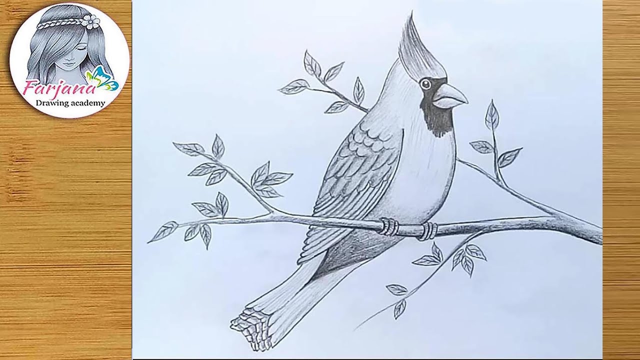 Cardinal Drawing Hand drawn Sketch