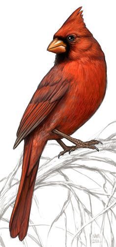 Cardinal Drawing Modern Sketch